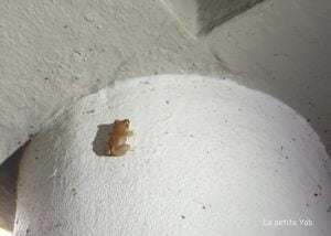 petite grenouille Martinique