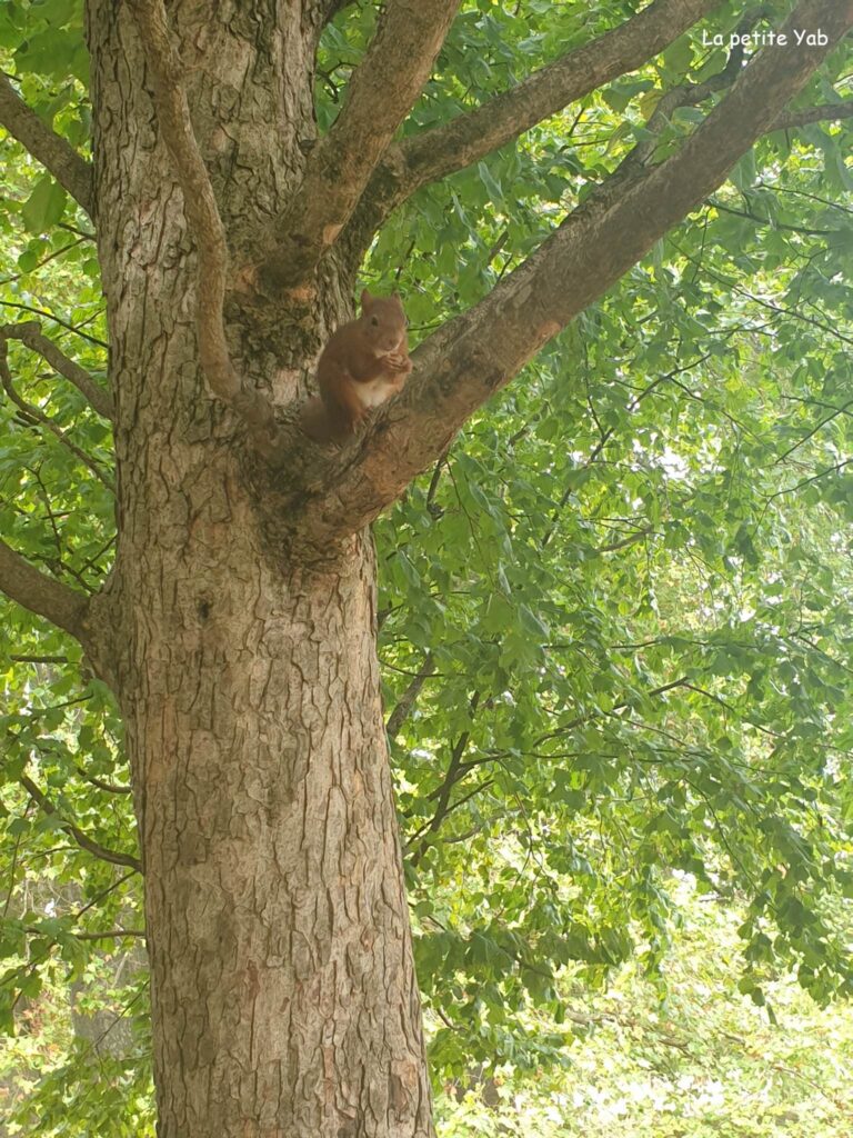 écureuil dans l'arbre