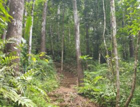 forêt tropicale Montravail